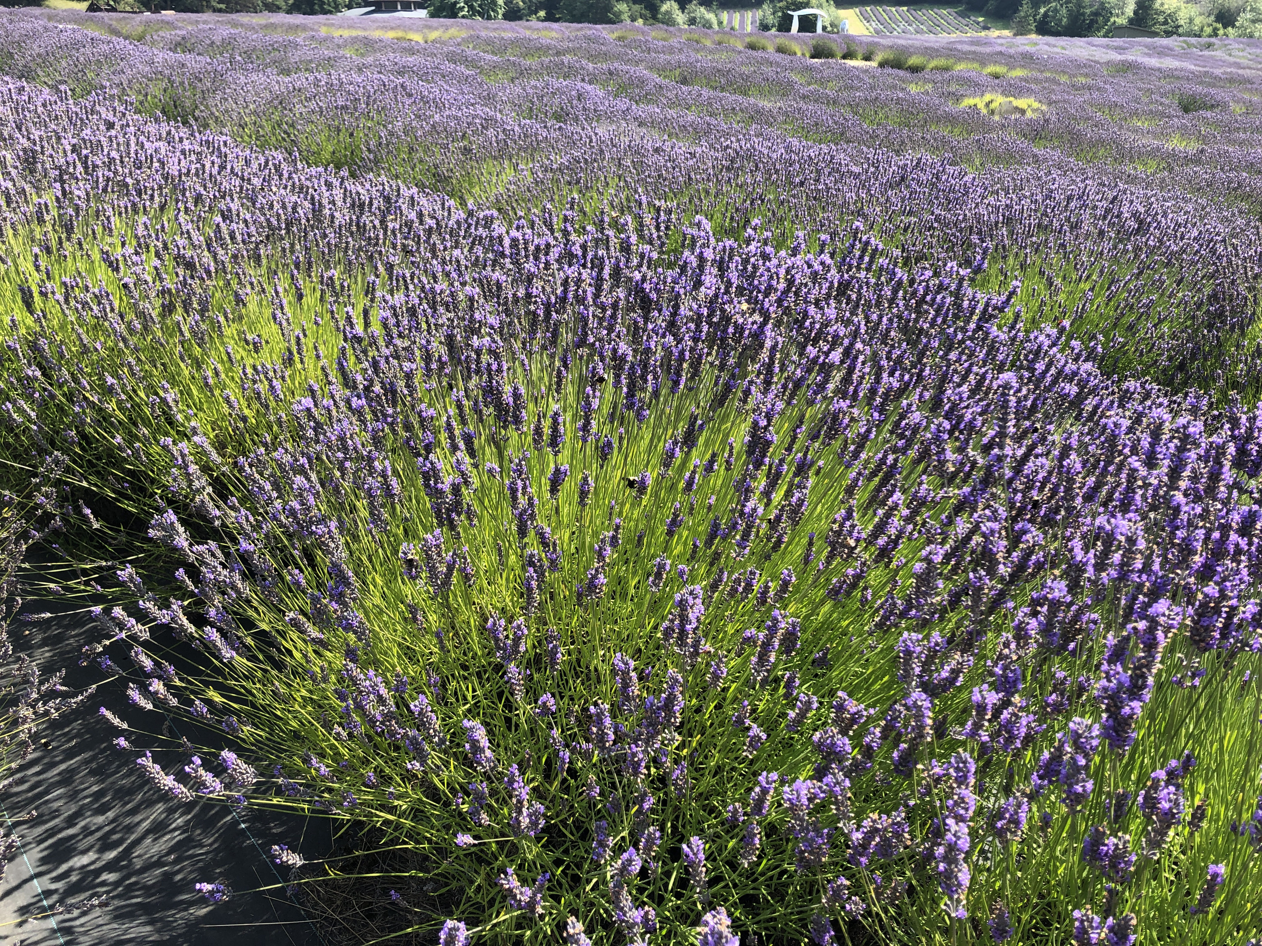 Yoga with Deb at  Pelindaba Lavender Farm, San Juan Island, WA